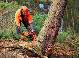 Best Root Management and Removal  in Apple Valley, MN